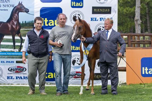 28_RESERVADA CAMPEONA POTRANCA, MEJORES APLOMOS, MEJOR CABEZA - BH FRANCESCA