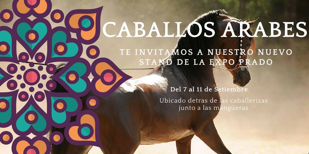 Caballos Arabes