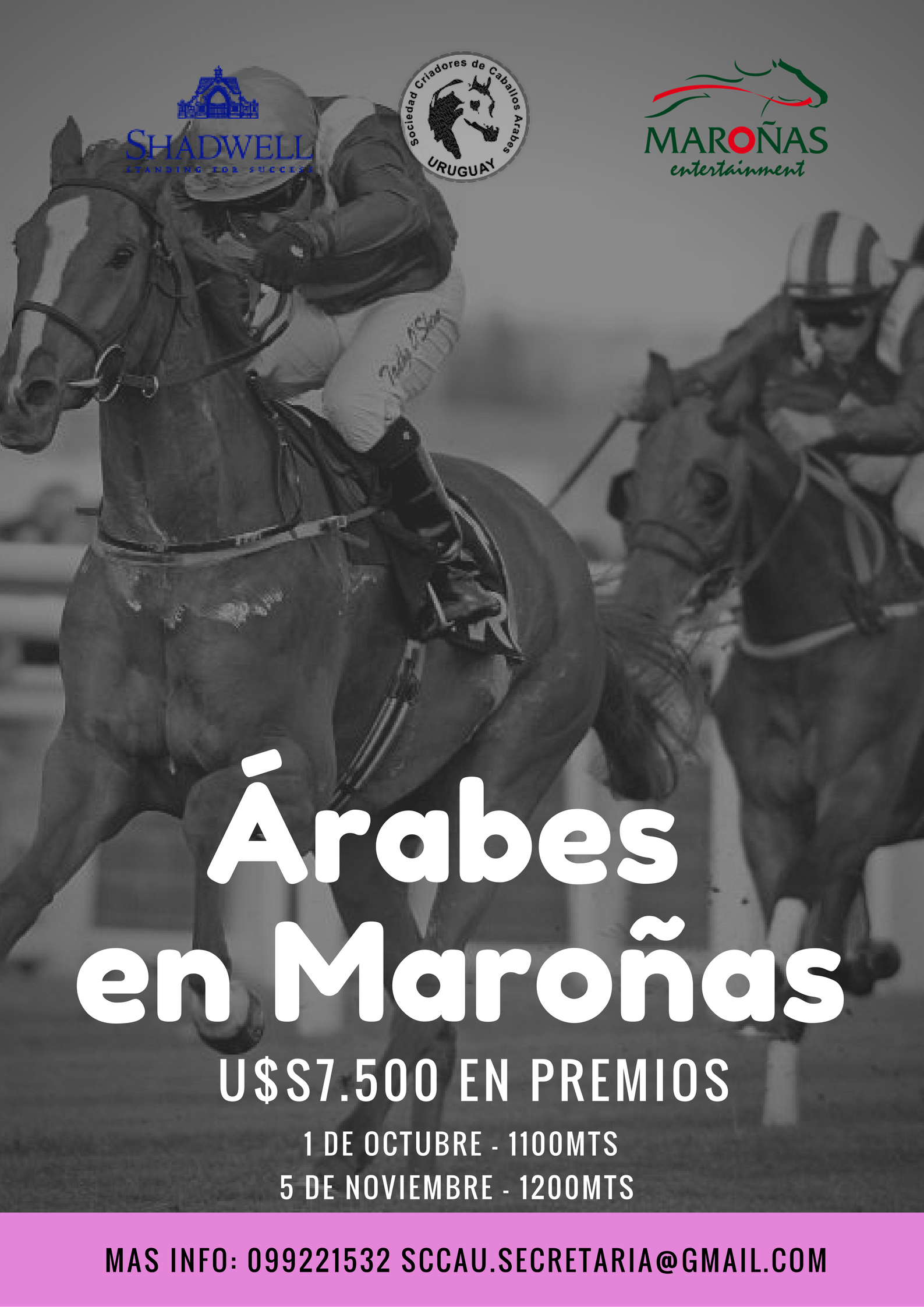 Caballos Árabes en Maroñas – Sociedad Criadores de Caballos Árabes del  Uruguay